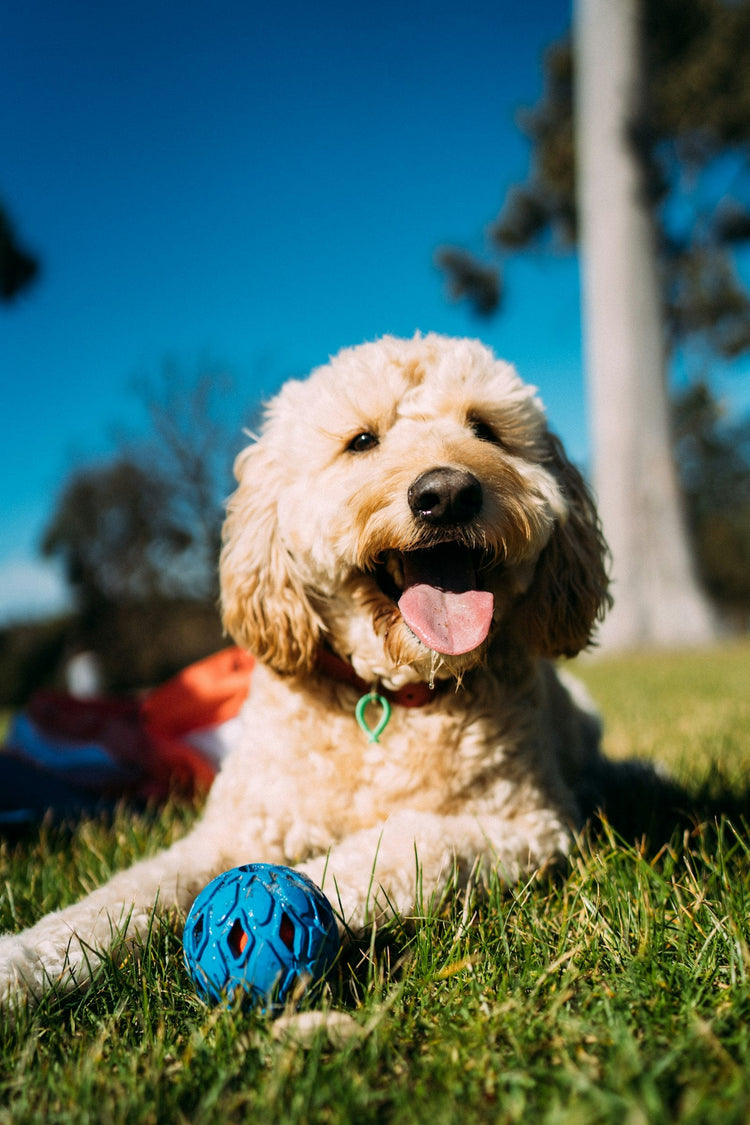 Tout pour votre chien