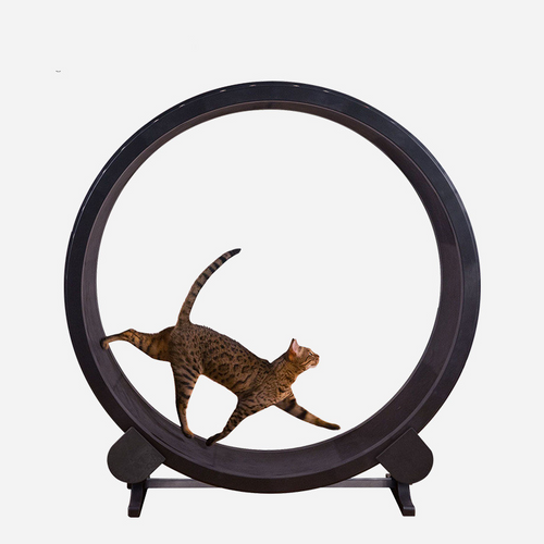 Roue de fitness pour chat