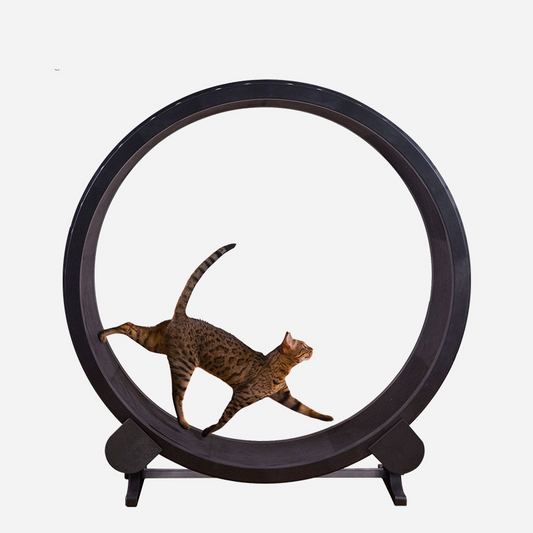 Roue de fitness pour chat