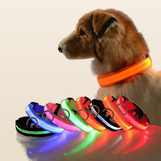 Collier pour Chien Lumineux LED, Sécurité Nocturne