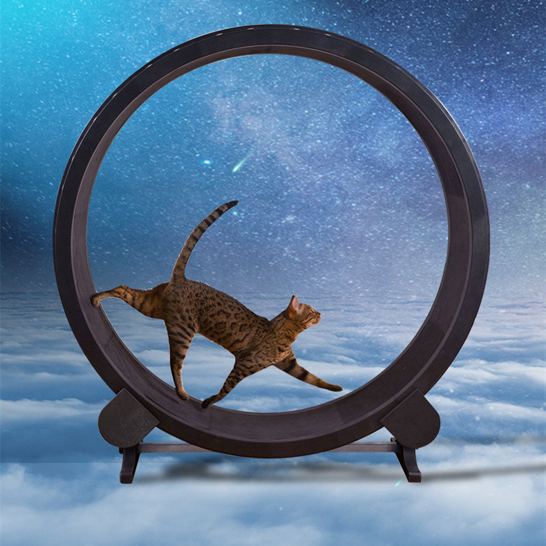 Roue de fitness pour chat